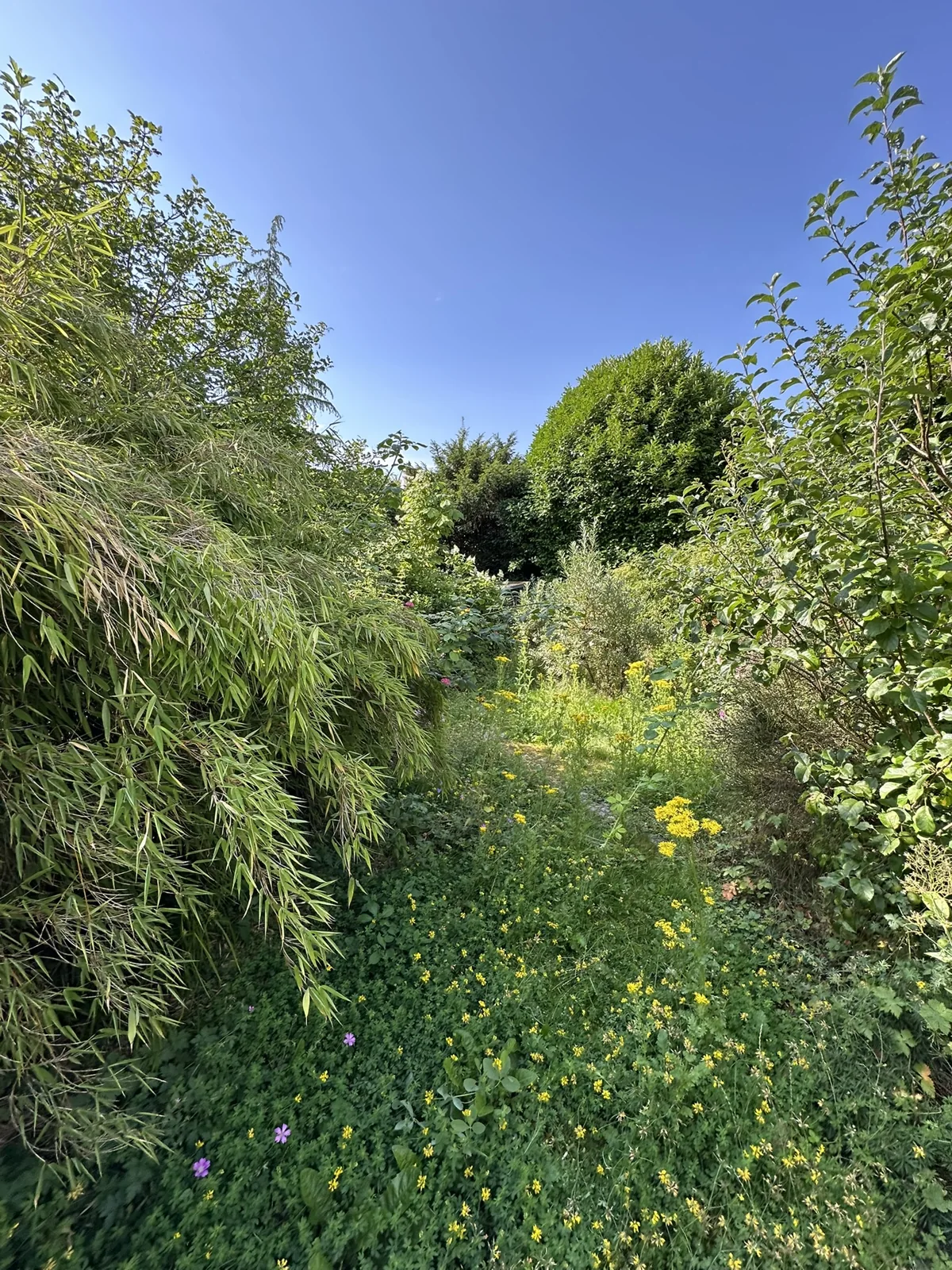 Vor der Gartenpflege: dichter Aufwuchs verdeckt den Gartenweg