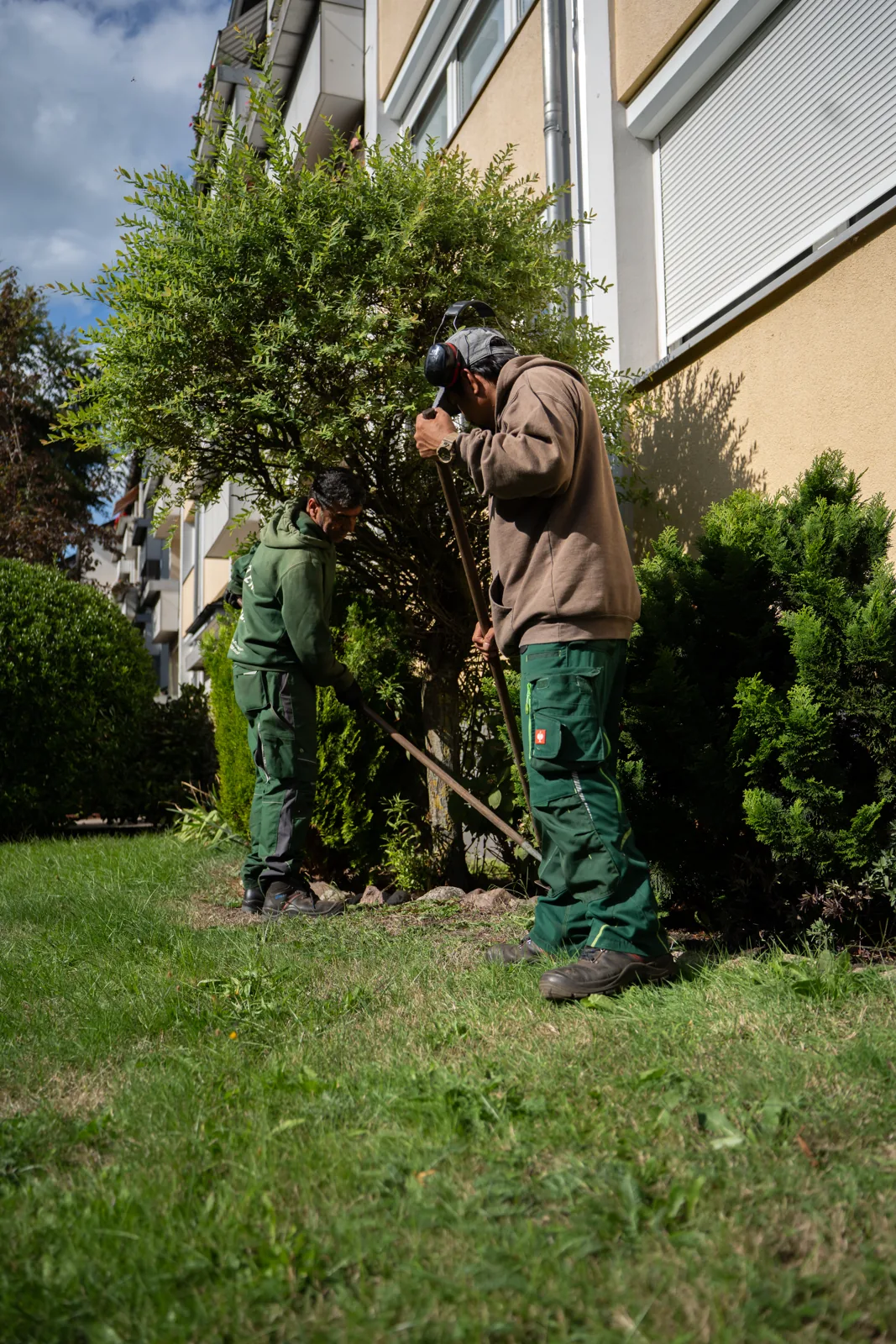 Mitarbeiter beim Heckenschnitt im Garten